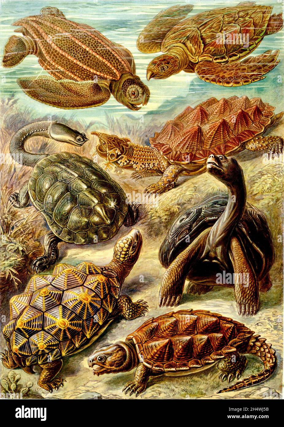 Ernst Haeckel - Chelonia - 1904 - Schildkröten und Schildkröten Stockfoto