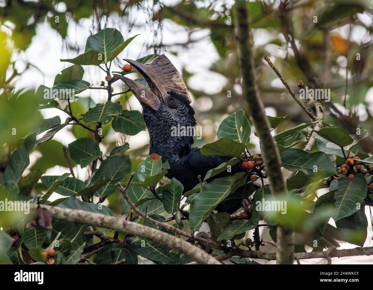 Der schwarz-weiß-kastanierte Hornbill sitzt auf einem Baum Stockfoto