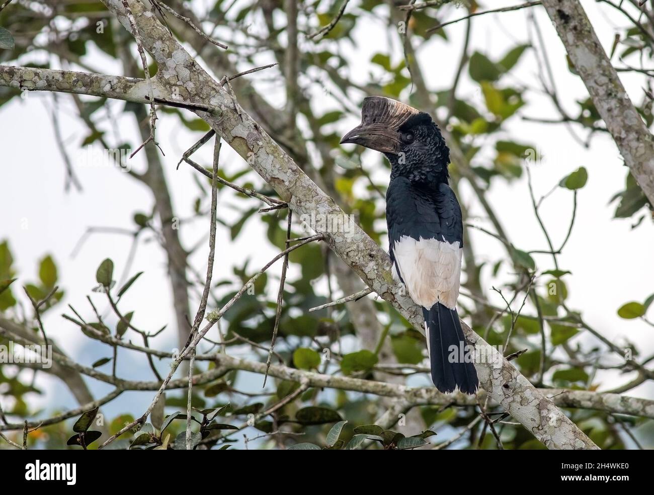 Der schwarz-weiß-kastanierte Hornbill sitzt auf einem Baum Stockfoto