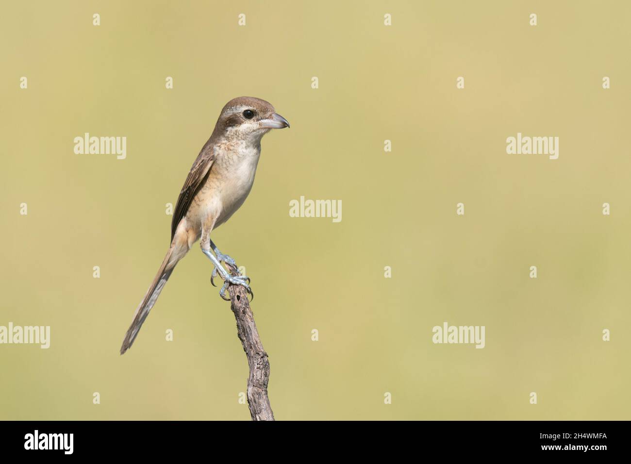 Der braune Würger (Lanius Cristatus) ist ein Vogel in der Familie der Würger, die vor allem in Asien gefunden wird. Stockfoto