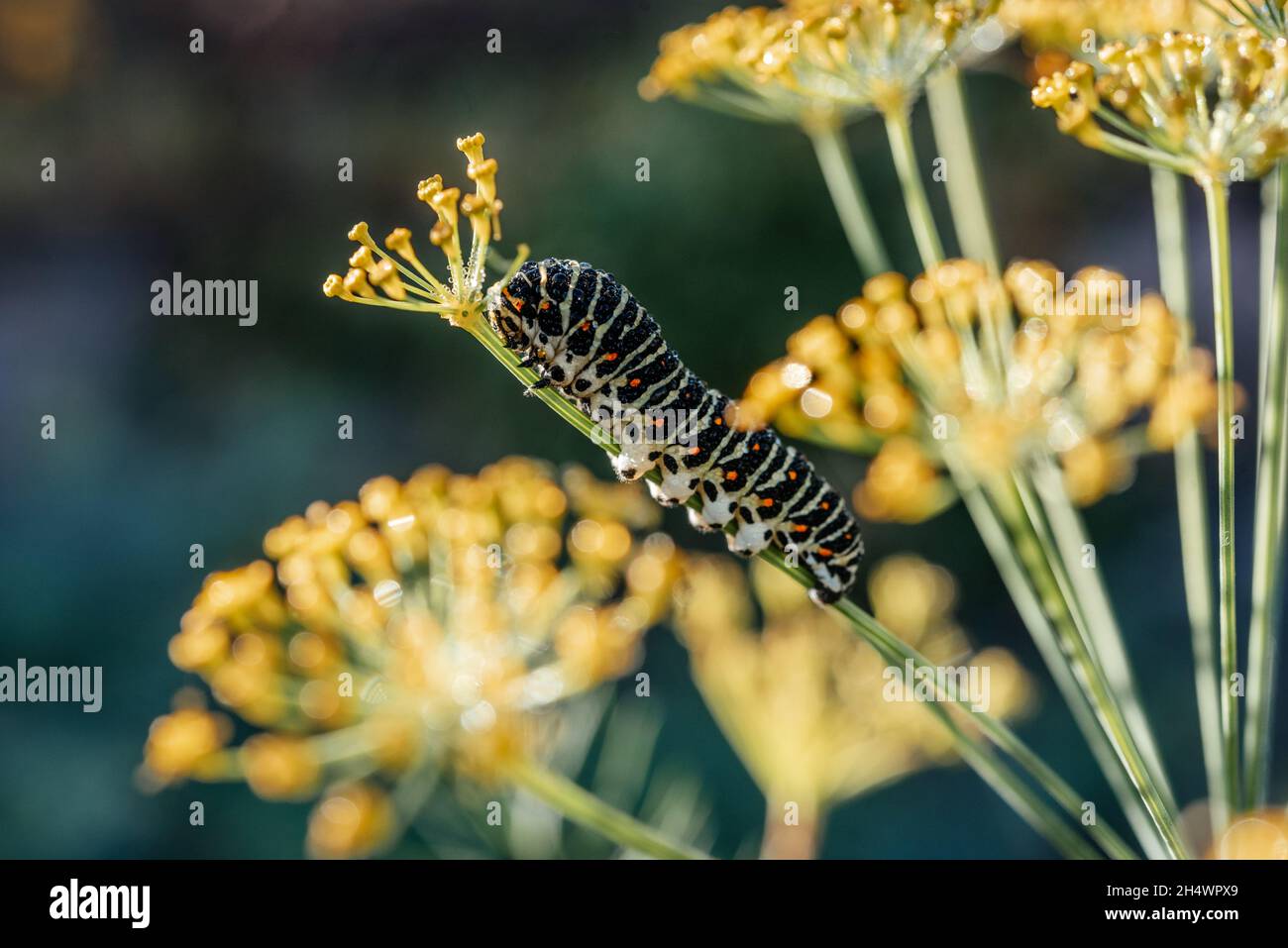 Raupe des Popilio-Schmetterlings des Dillstiels, Gartenschädlinge Stockfoto