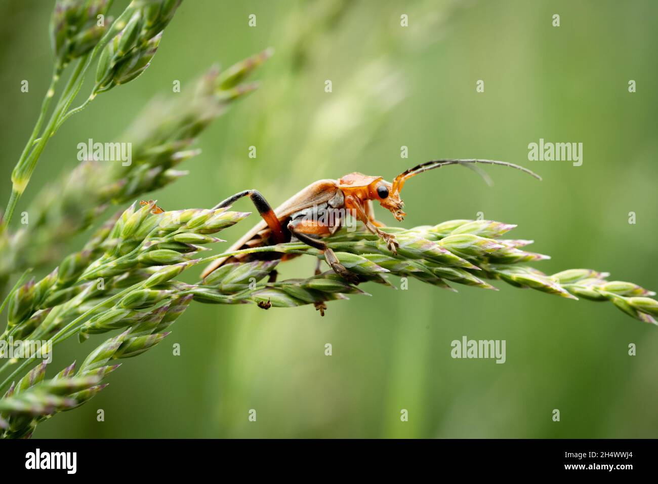 Makroaufnahme eines Coleoptera-Insekts, das auf einem Gras hängt Stockfoto