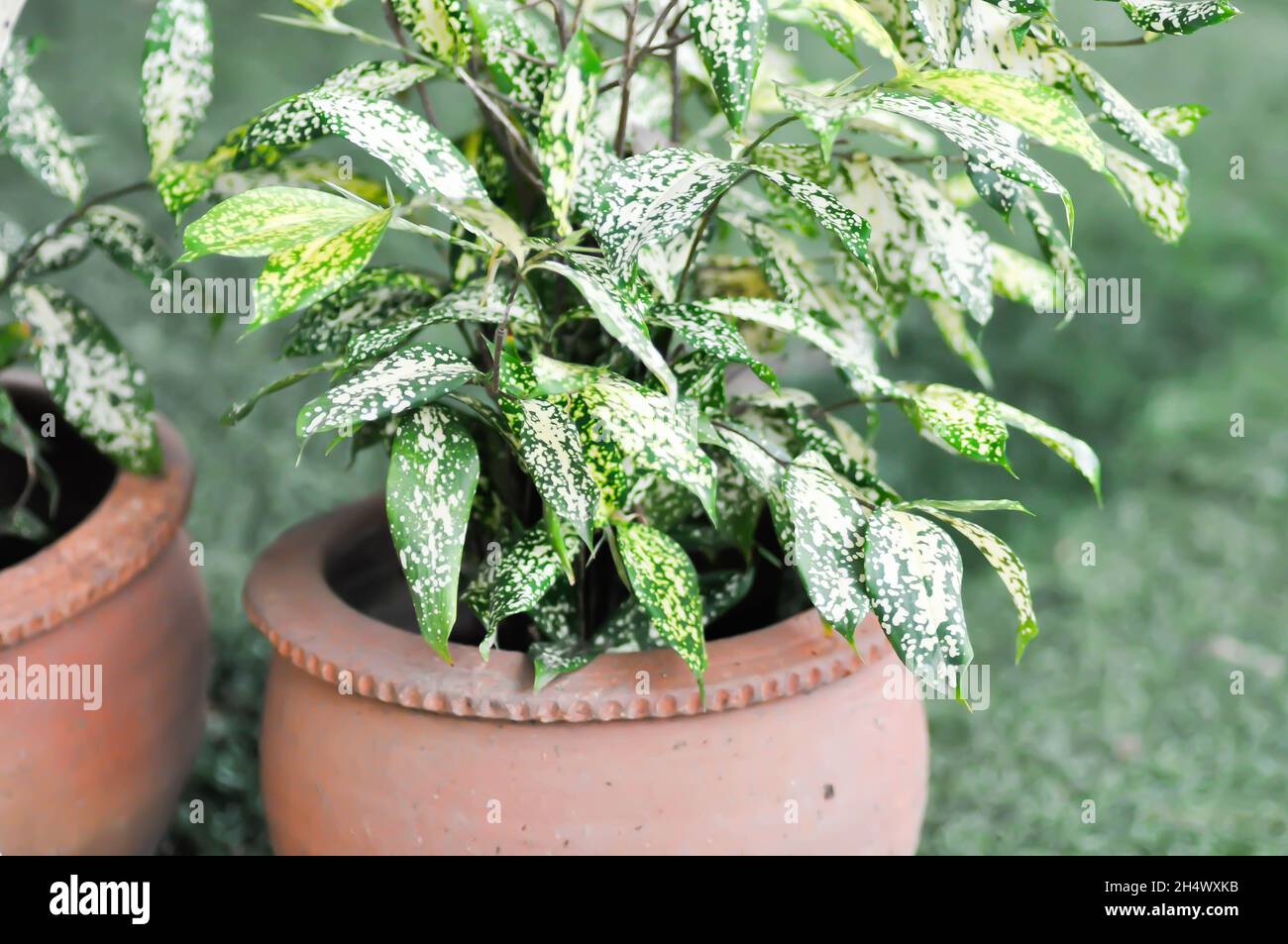 calathea online bestellen Calathea Orbifolia (Korbmarante) (S) kaufen? | Isabella