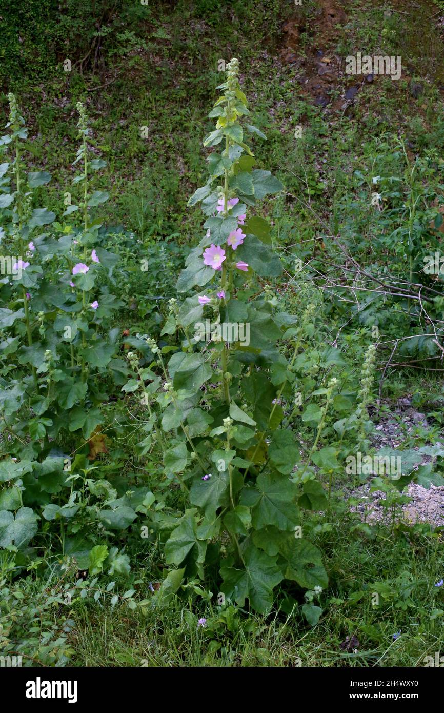 Alcea pallida, Malvaceae. Wildpflanze im Sommer geschossen. Stockfoto