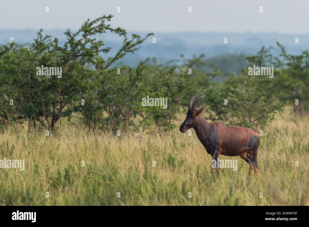Topi-Antilope - Damaliscus lunatus, schöne große Antilope aus afrikanischen Savannen und Büschen, Queen Elizabeth National Park, Uganda. Stockfoto
