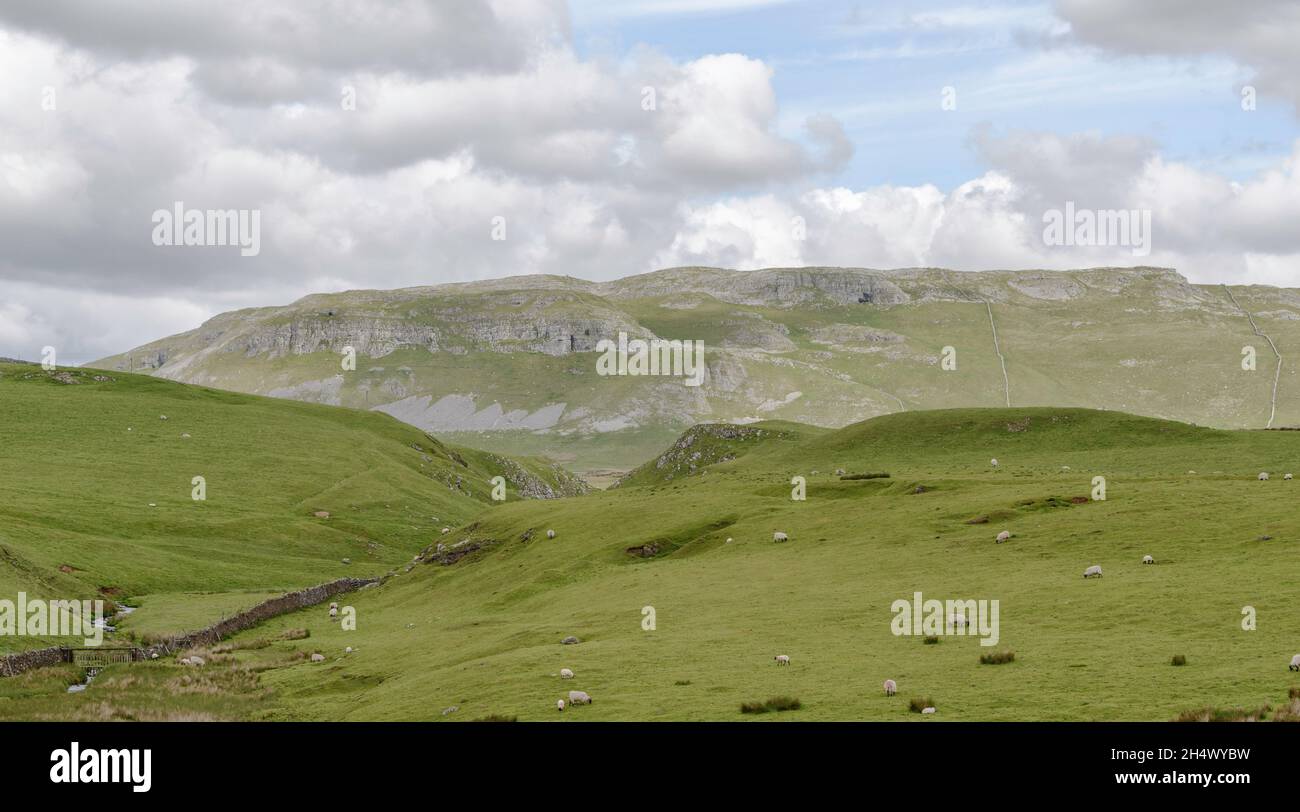 Blick über die Scaleber-Weide zum Sugar Loaf Hill in den Yorkshire Dales Stockfoto