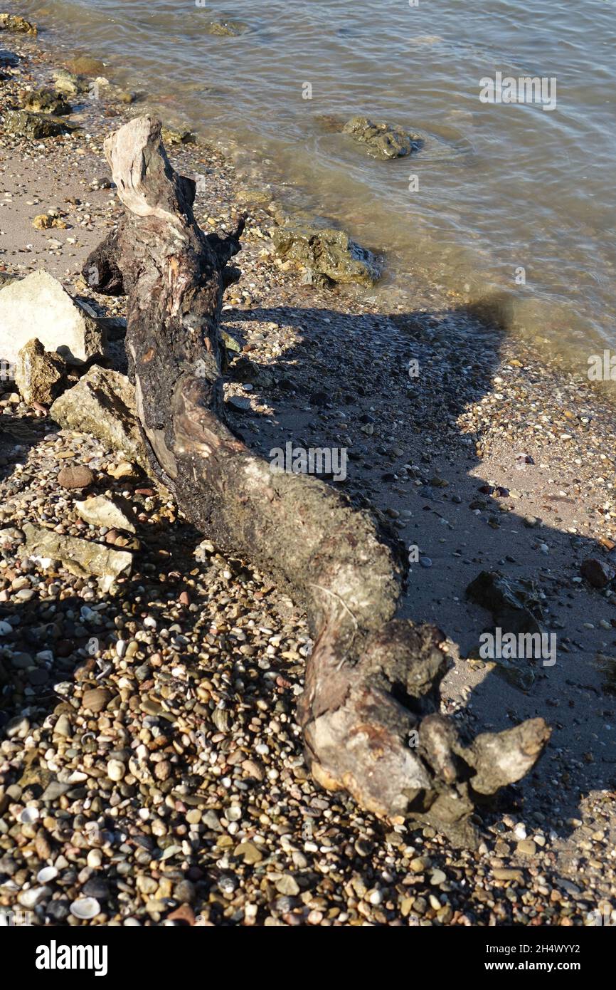 Driftwood am Kiesstrand am Rhein an einem sonnigen Herbsttag, Oppenheim, Rheinland-Pfalz, Deutschland Stockfoto