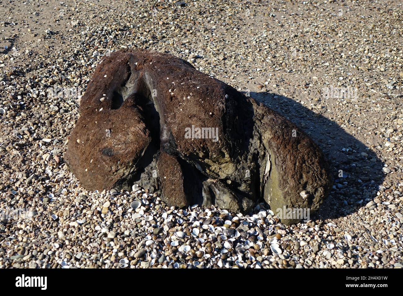 Algenbedeckter Fels am Kiesstrand am Rhein an einem sonnigen Herbsttag, Oppenheim, Rheinland-Pfalz, Deutschland Stockfoto
