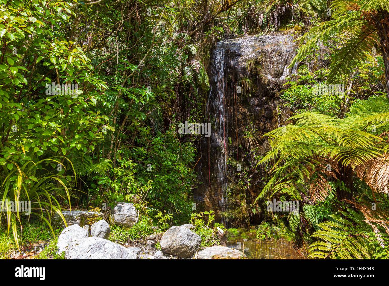 Wald in Neuseeland. Franz Joseph Glacier Track, Südinsel Stockfoto