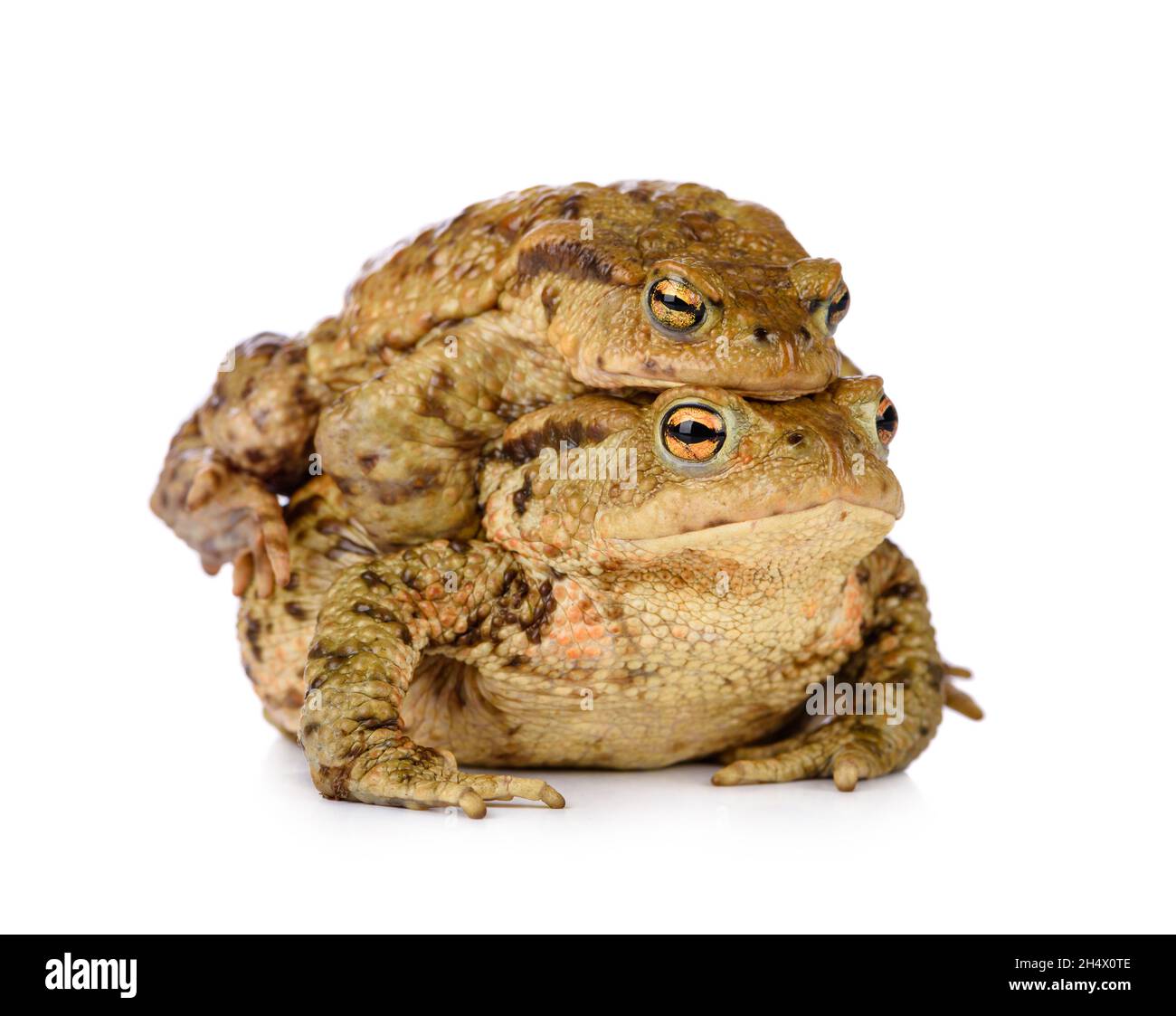 Zwei gemeinsame Waldkröten, die sich im Frühjahr paaren, isoliert auf weißem Hintergrund. Stockfoto