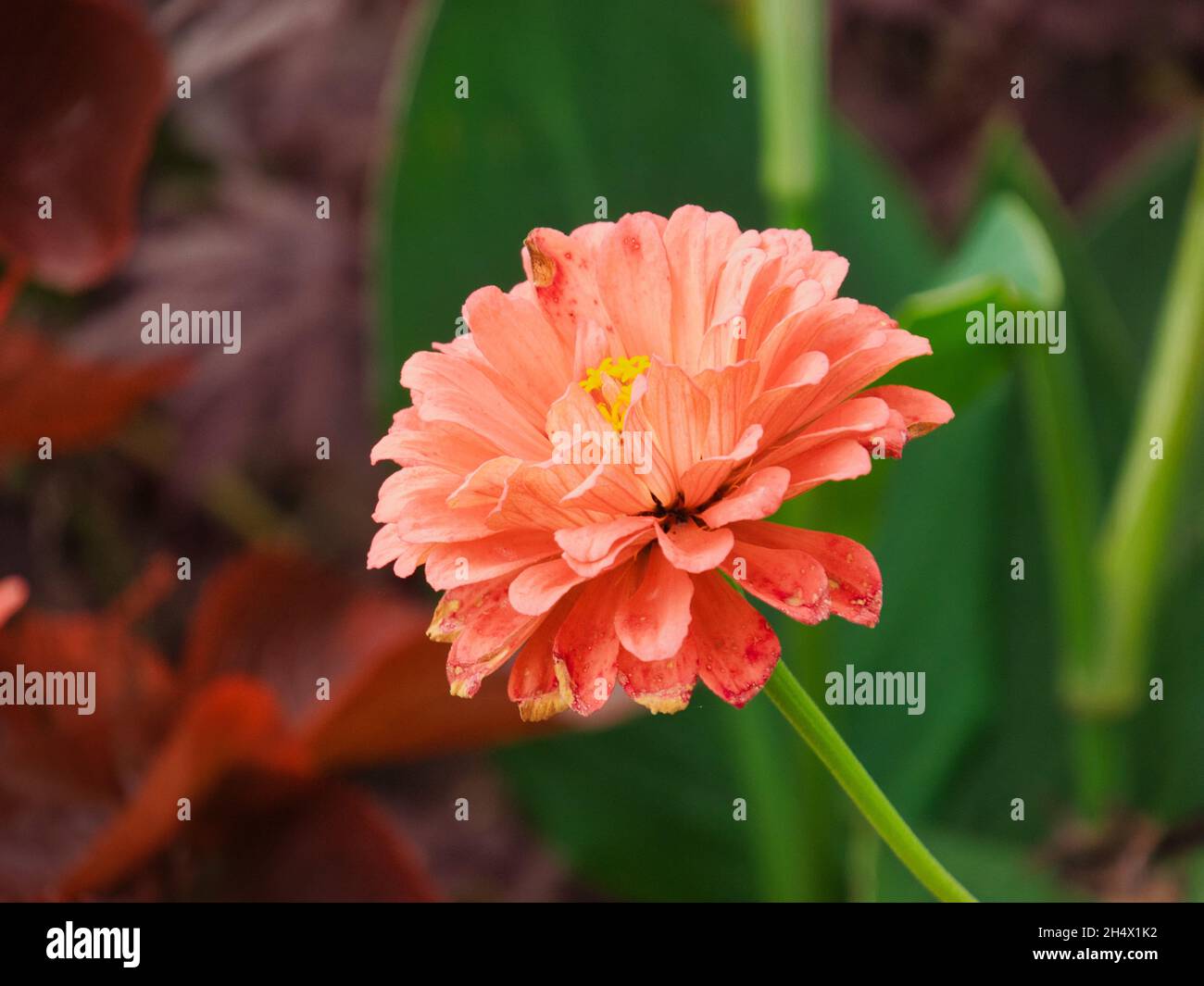 Selektive Fokusaufnahme von rosa Zinnia im Overland Park Arboretum und den Botanischen Gärten Stockfoto