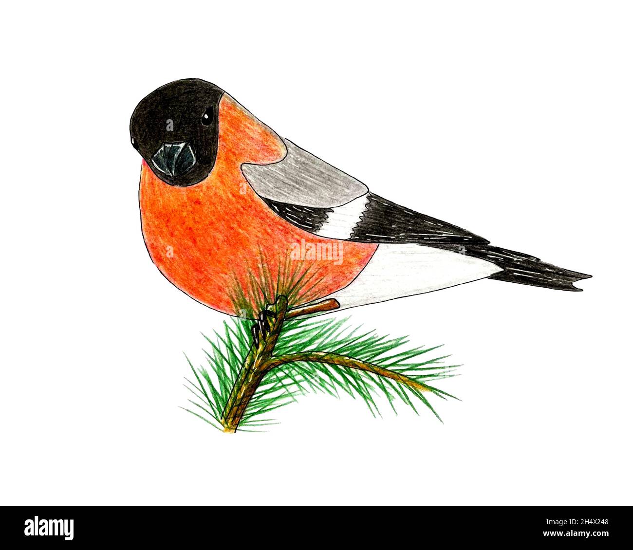 Vogel-Bullfink handgefertigte Bleistiftzkizze, Vogel sitzt auf einem Zweig eines Weihnachtsbaums. Isolierter, weißer Hintergrund. Vektorgrafik Stock Vektor