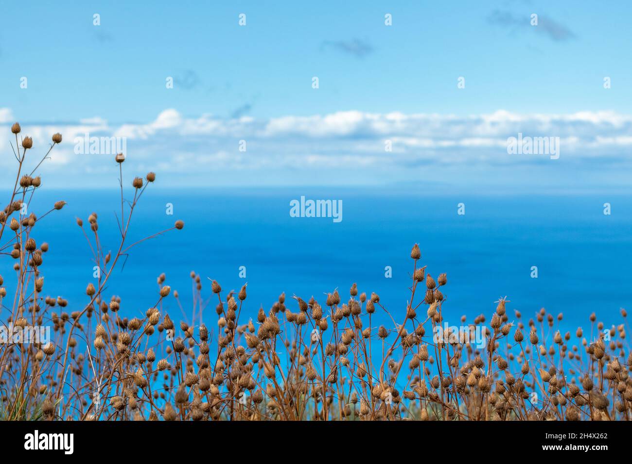 Trockene Nahaufnahme von kleinem Gras auf blauem, lebhaften Hintergrund der ionischen Meereslandschaft mit einem malerischen Himmel. Sommer Natur auf der Insel Lefkada, Griechenland Stockfoto