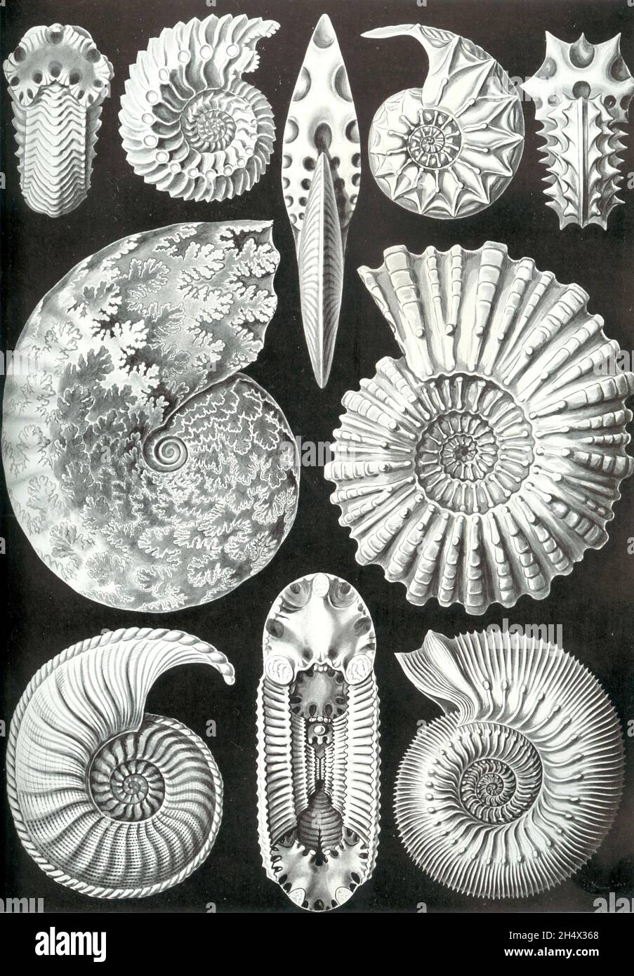 Ernst Haeckel - Ammonitida - 1904 - Ernst Heinrich Haeckels Zeichnung verschiedener Ammonitore Stockfoto