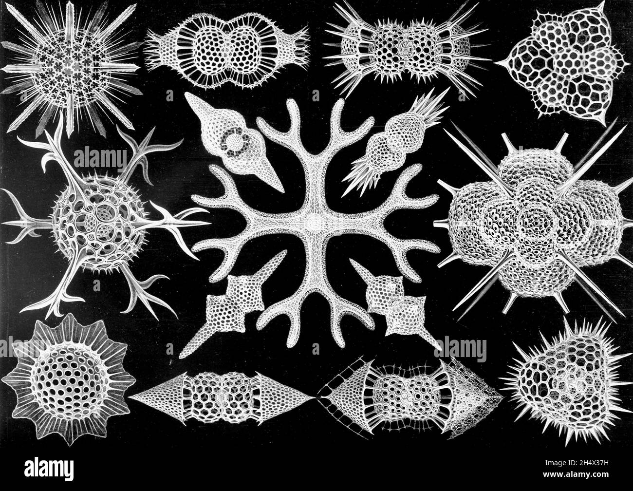 Ernst Haeckel - Spumellaria - 1904 Stockfoto