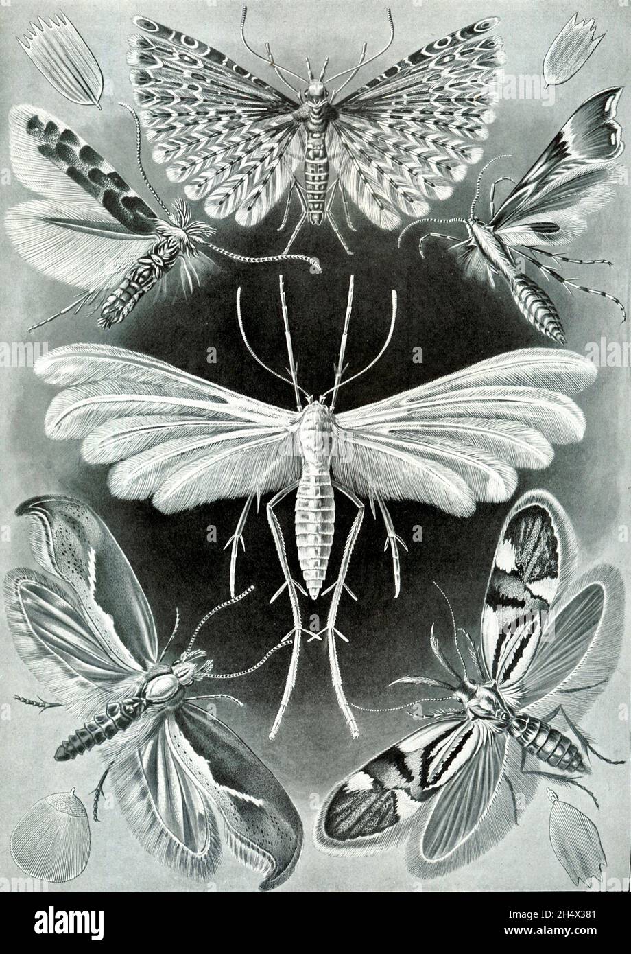 Ernst Haeckel - Tineida - 1904 Stockfoto