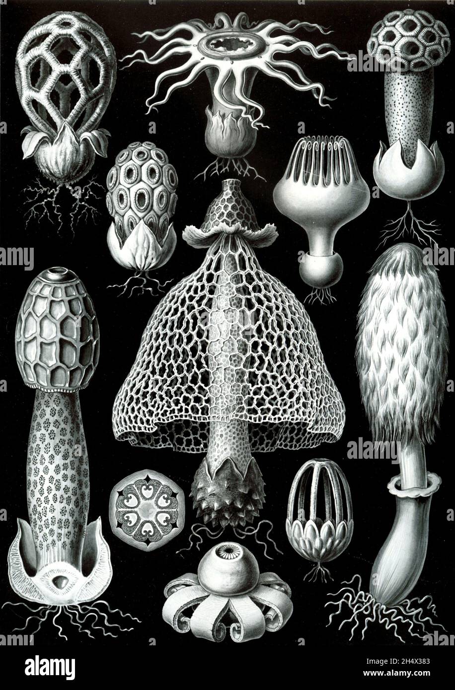 Ernst Haeckel - Basimycetes - 1904 Stockfoto