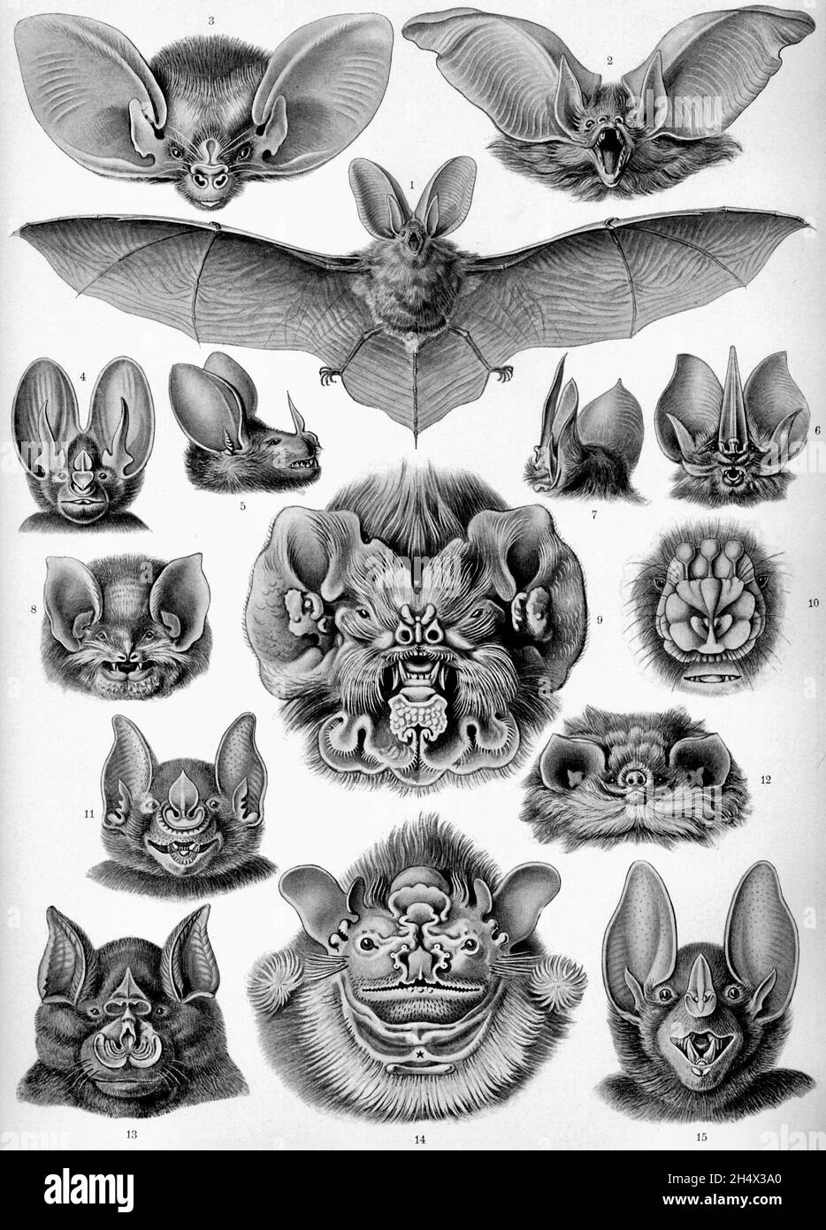 Ernst Haeckel - Chiroptera - Fledermäuse - 1904 Stockfoto