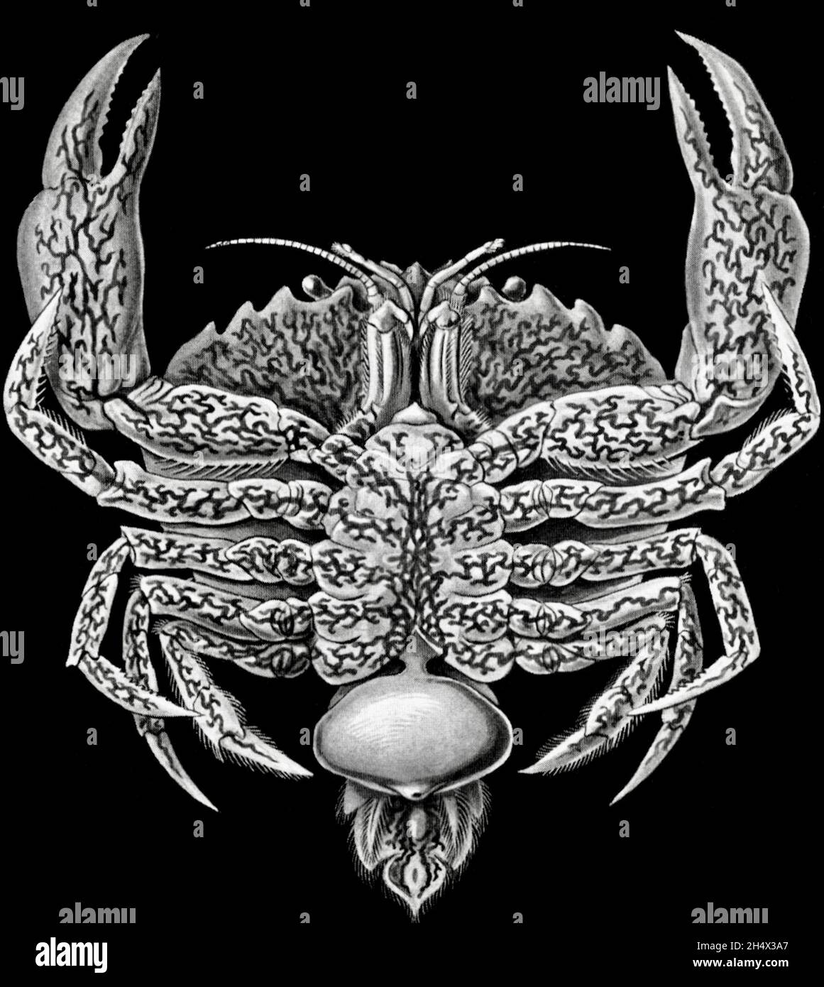 Ernst Haeckel - Sacculina - Sacculina carcini (Thompson) (Erntegut) - 1904 Stockfoto