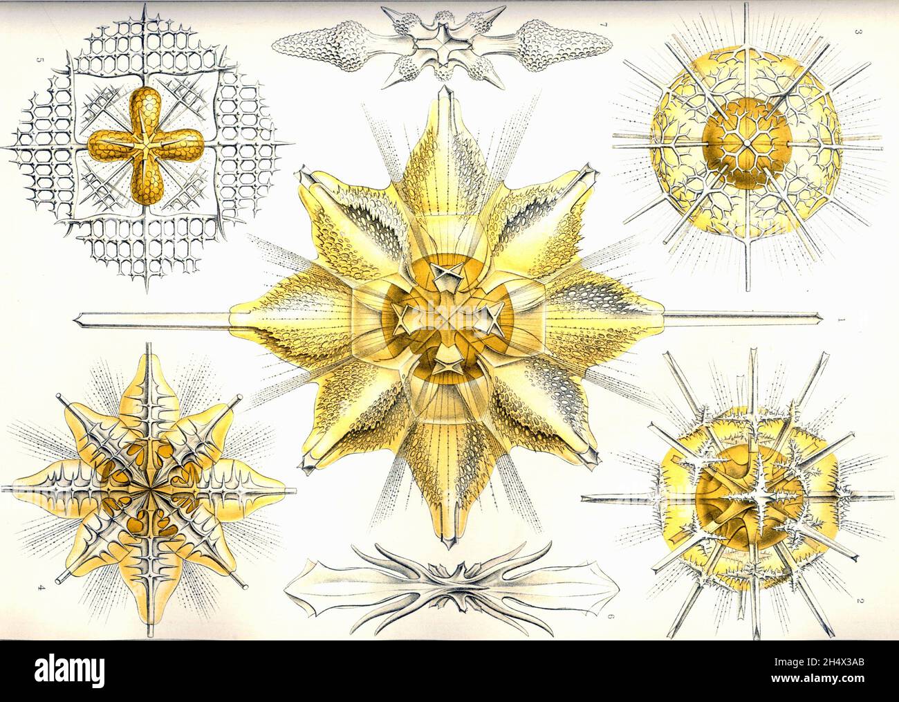 Ernst Haeckel - Acanthometra - 1904 Stockfoto