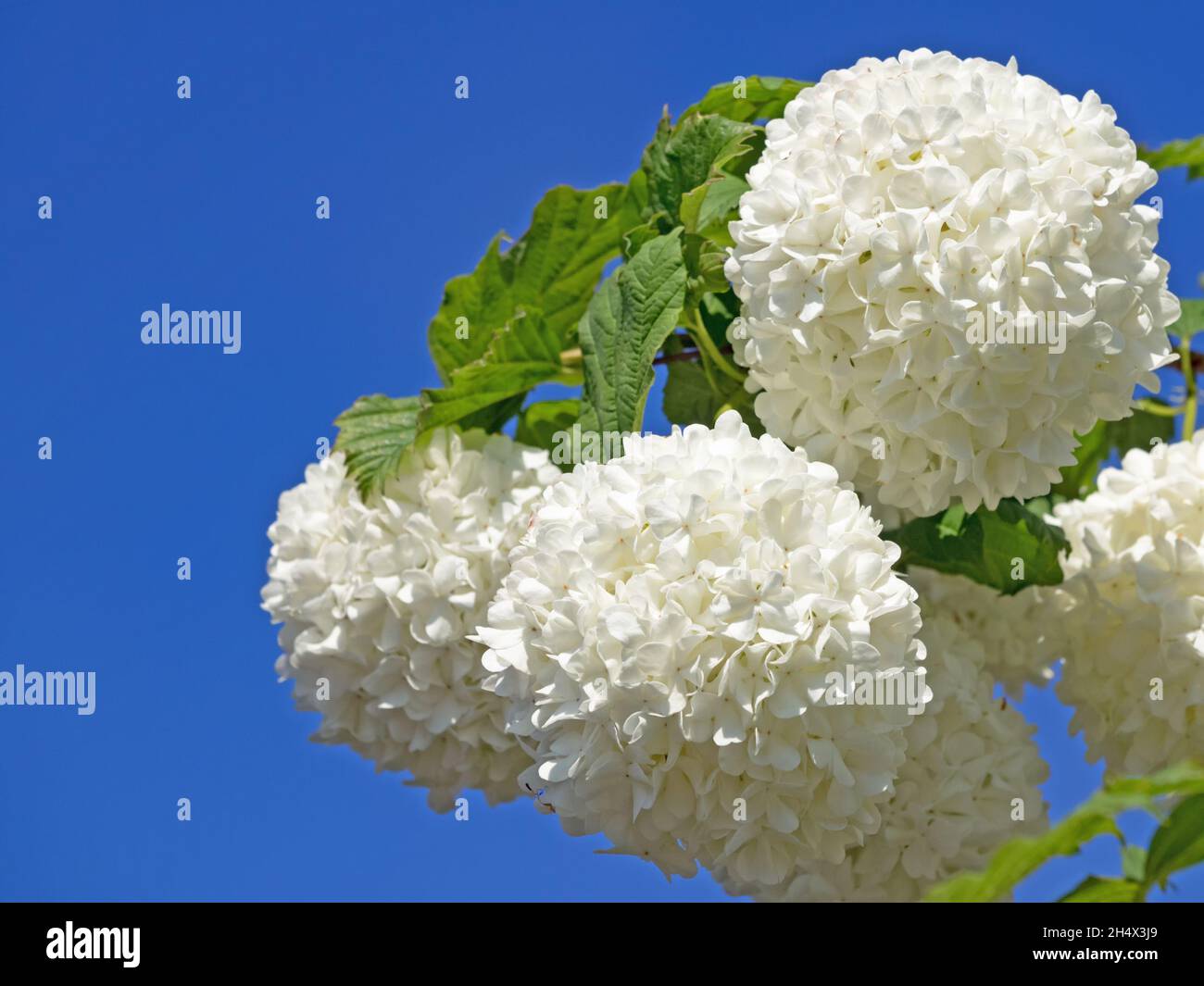 Nahaufnahme von weißen Blüten von Strauchschneeball, Viburnum Stockfoto