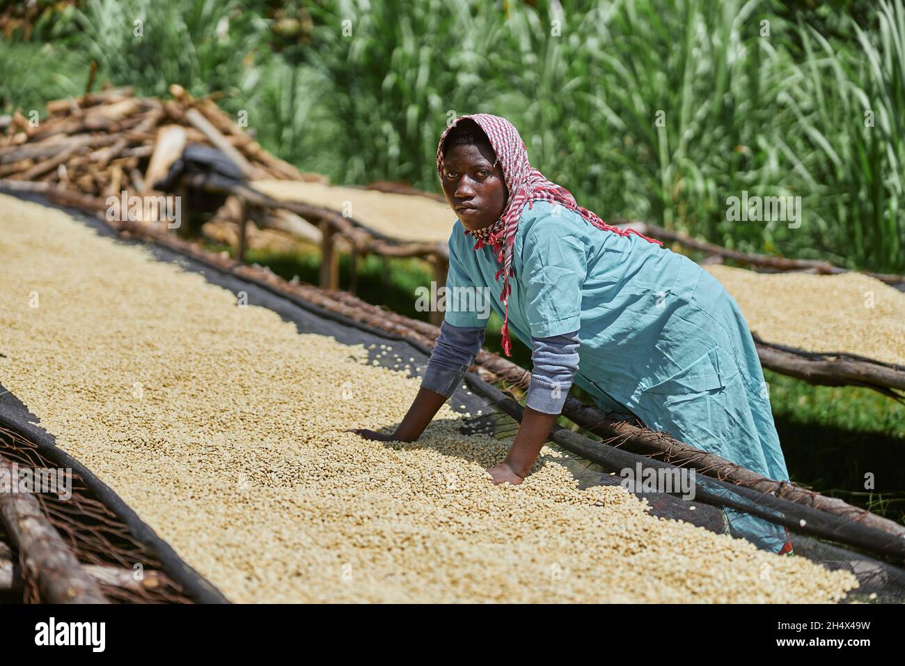 Afrikanische Arbeiterin mischt Kaffeebohnen auf Trockentischen an der Waschstation Stockfoto