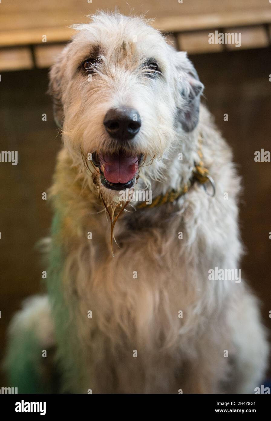 Erster Tag der Hundeausstellung Crufts 2017 im NEC in Birmingham, Großbritannien. Bilddatum: Donnerstag, 09. März 2017. Foto: Katja Ogrin/ EMPICS Entertainment. Stockfoto