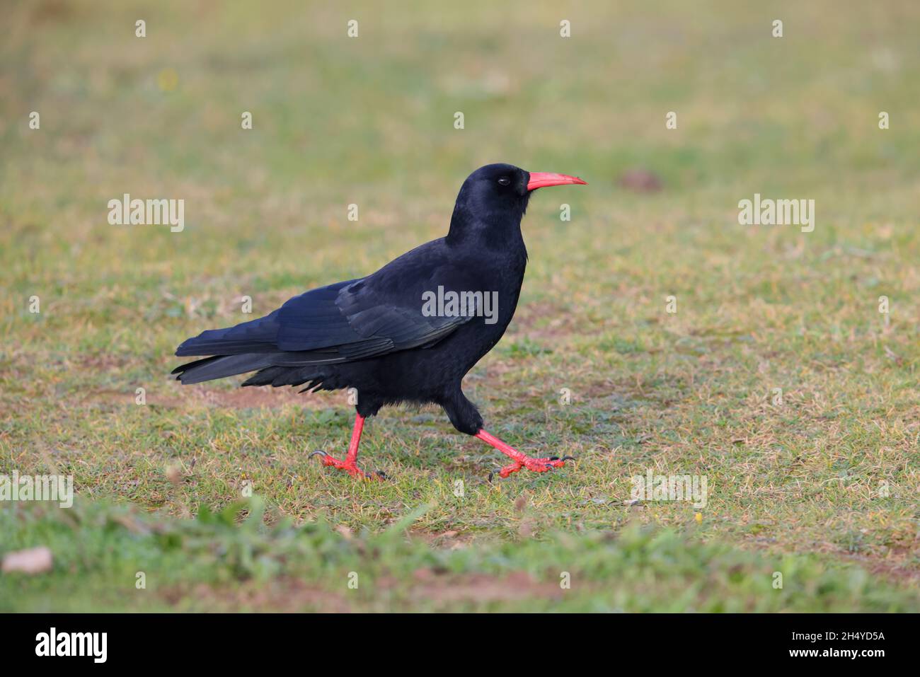 Ein erwachsener Rotschnabel-Chough (Pyrrhocorax pyrrhocorax), ein Cornish-Chough oder einfach Chough, der sich auf einem Pfad an der Nordküste von Cornwall ernährt Stockfoto