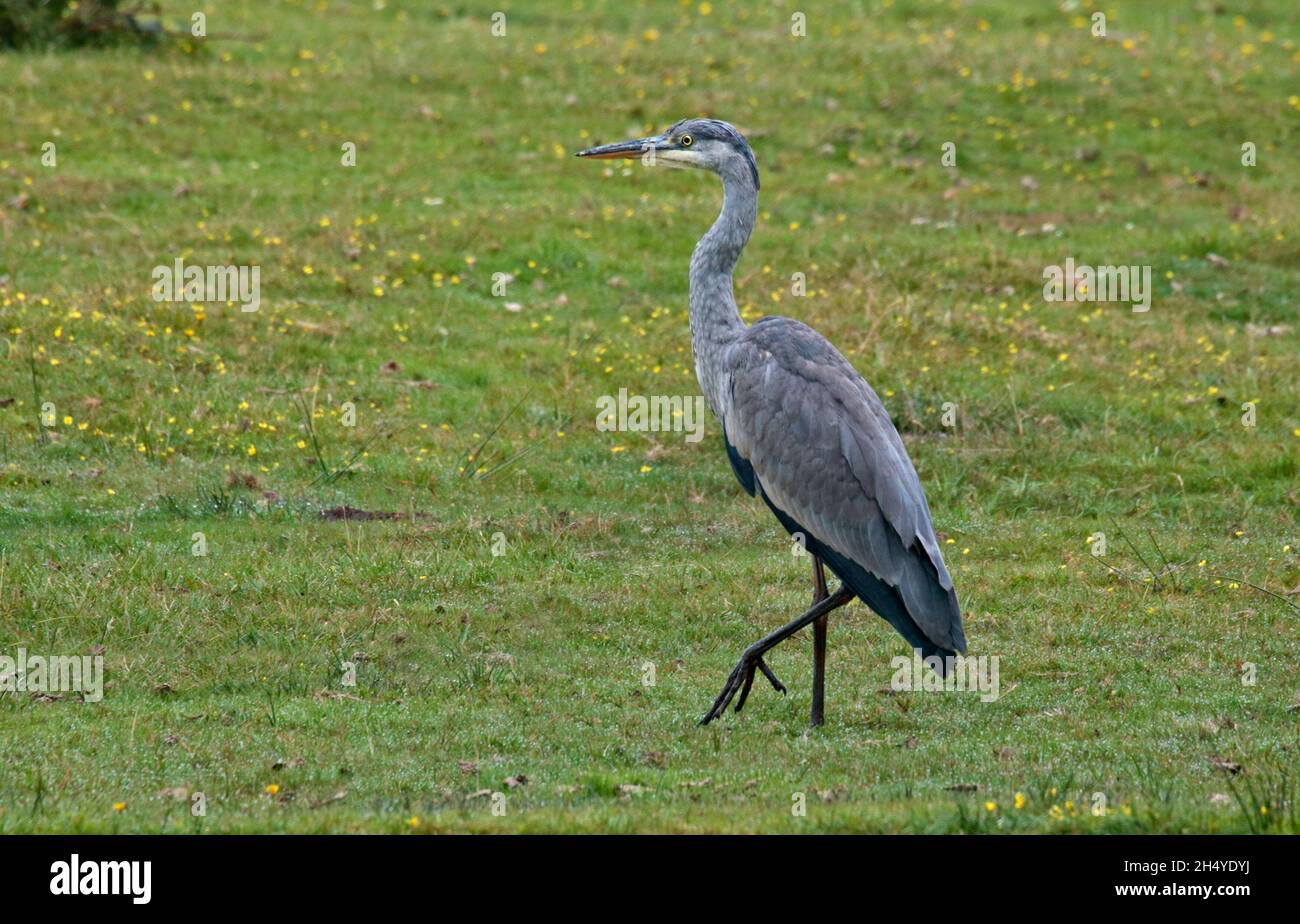 Graureiher (Ardea Cinerea) Stockfoto