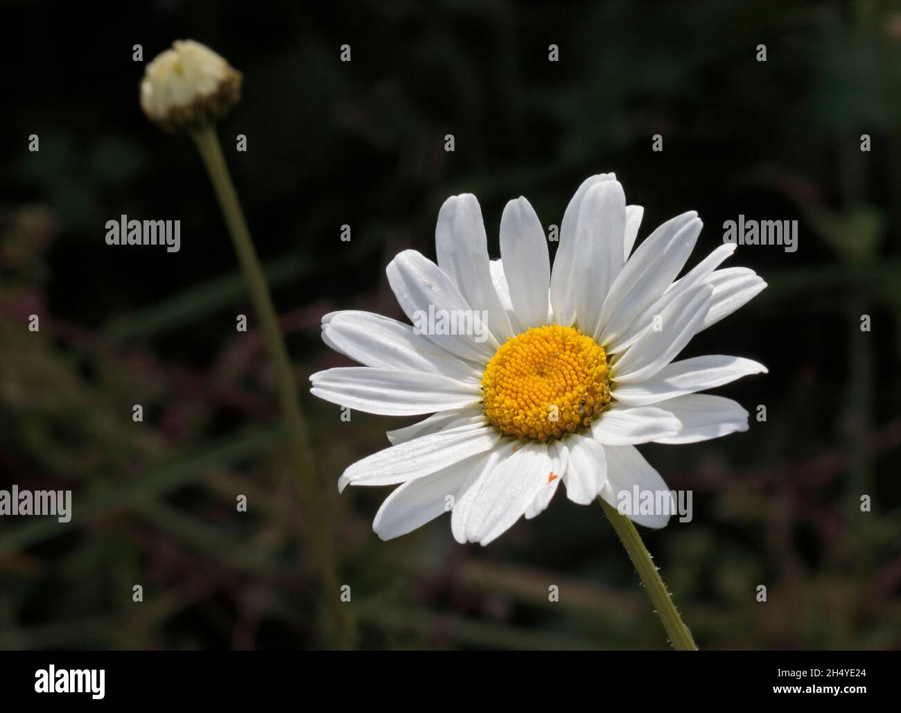 Kamillenblume und Bud Stockfoto