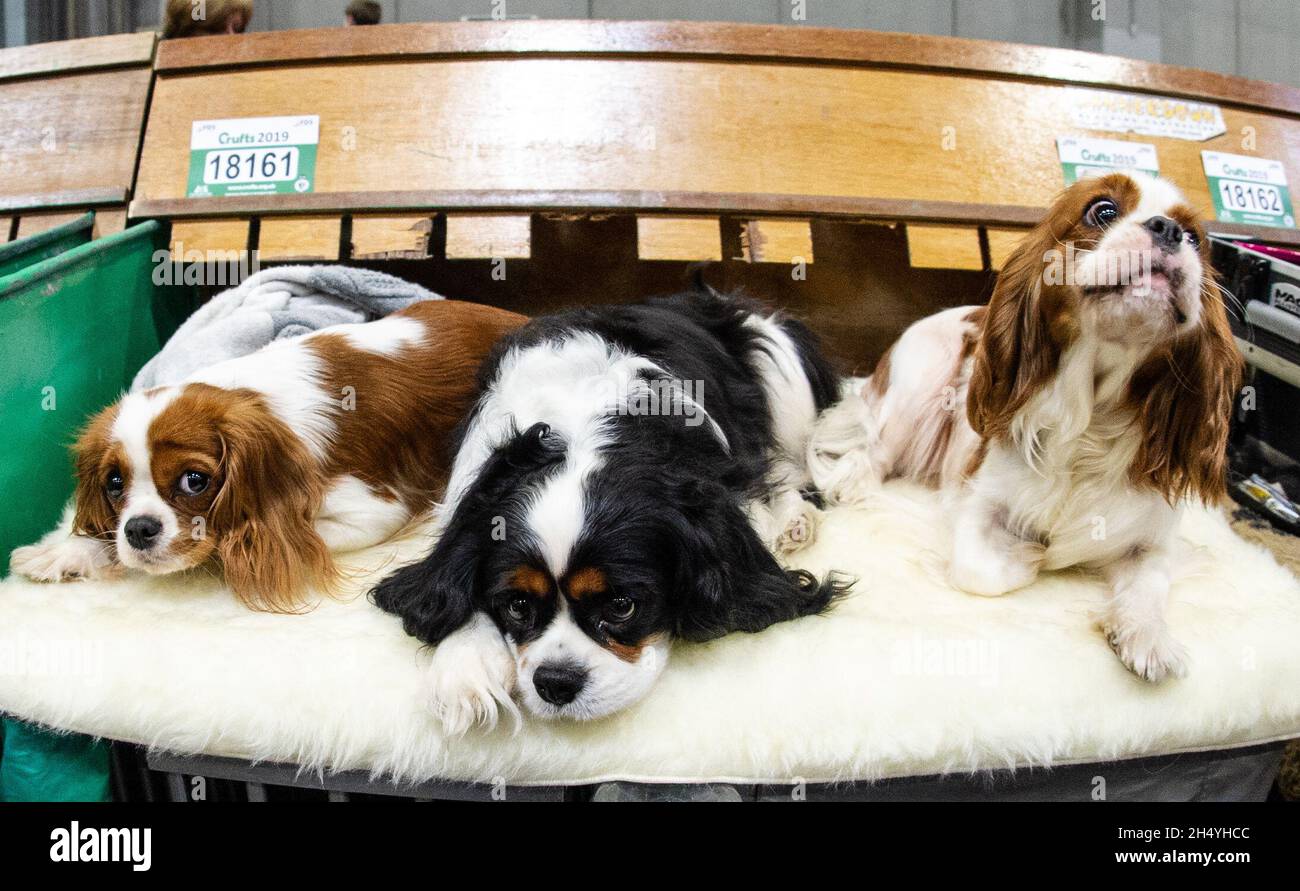 Three Cavalier King Charles Spaniels am 4. Tag der Crufts Dog Show im National Exhibition Centre (NEC) am 10. März 2019 in Birmingham, England. Bilddatum: Sonntag, 10. März 2019. Foto: Katja Ogrin/ EMPICS Entertainment. Stockfoto