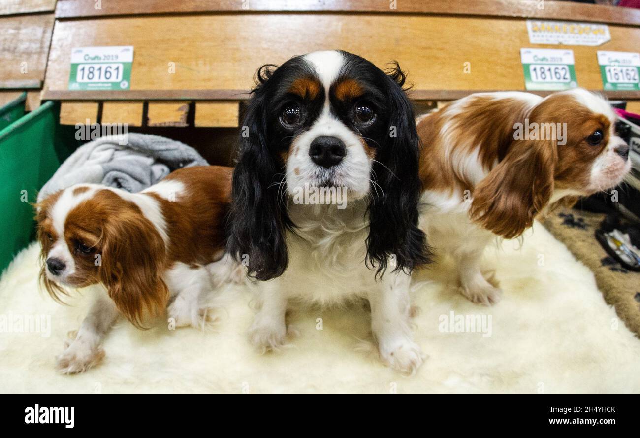 Three Cavalier King Charles Spaniels am 4. Tag der Crufts Dog Show im National Exhibition Centre (NEC) am 10. März 2019 in Birmingham, England. Bilddatum: Sonntag, 10. März 2019. Foto: Katja Ogrin/ EMPICS Entertainment. Stockfoto