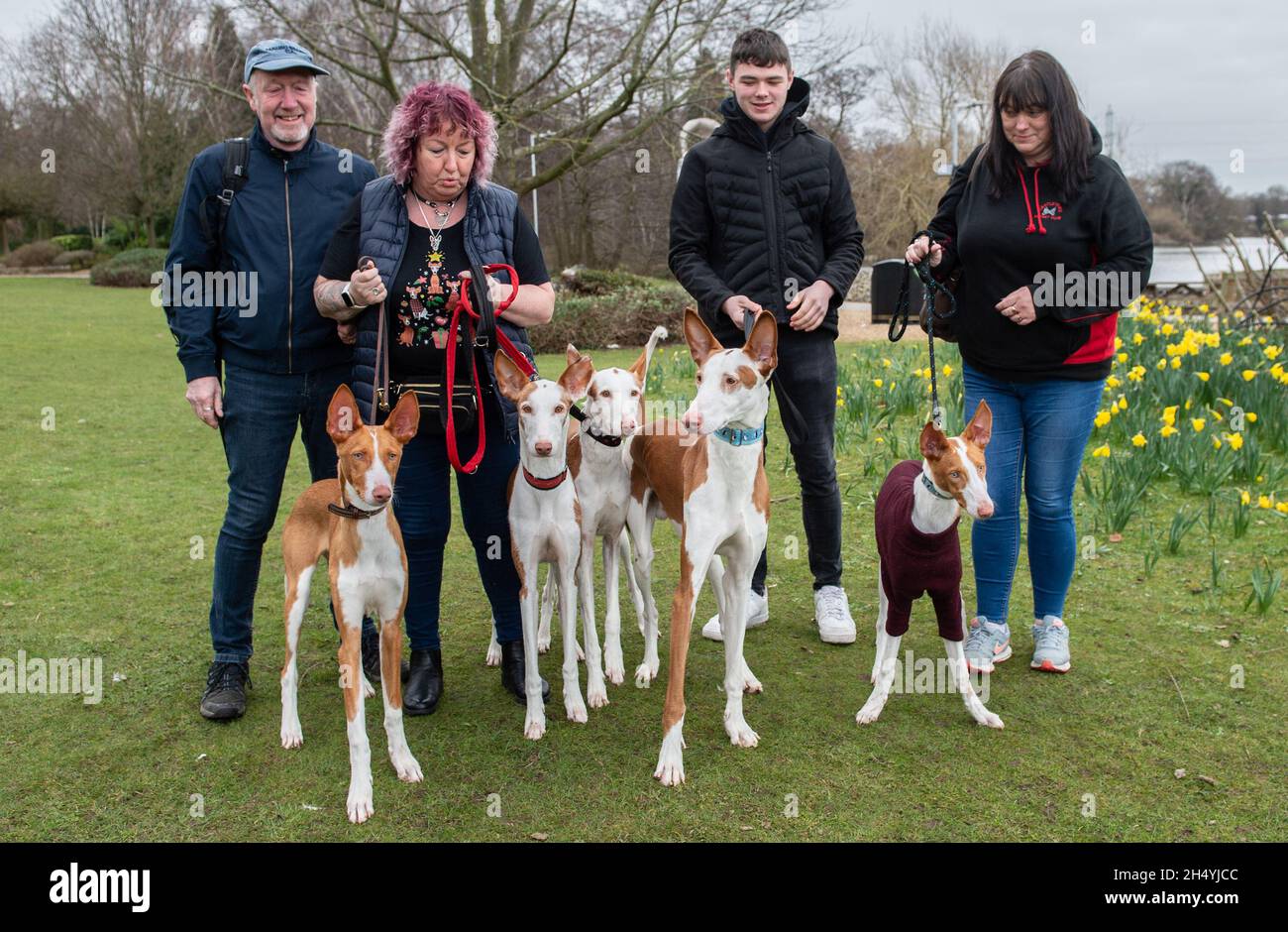 Ibizan findet am dritten Tag der Crufts Hundeausstellung im National Exhibition Centre (NEC) am 07. März 2020 in Birmingham, Großbritannien, statt. Bilddatum: Samstag, 07. März 2020. Foto: Katja Ogrin/EMPICS Entertainment. Stockfoto