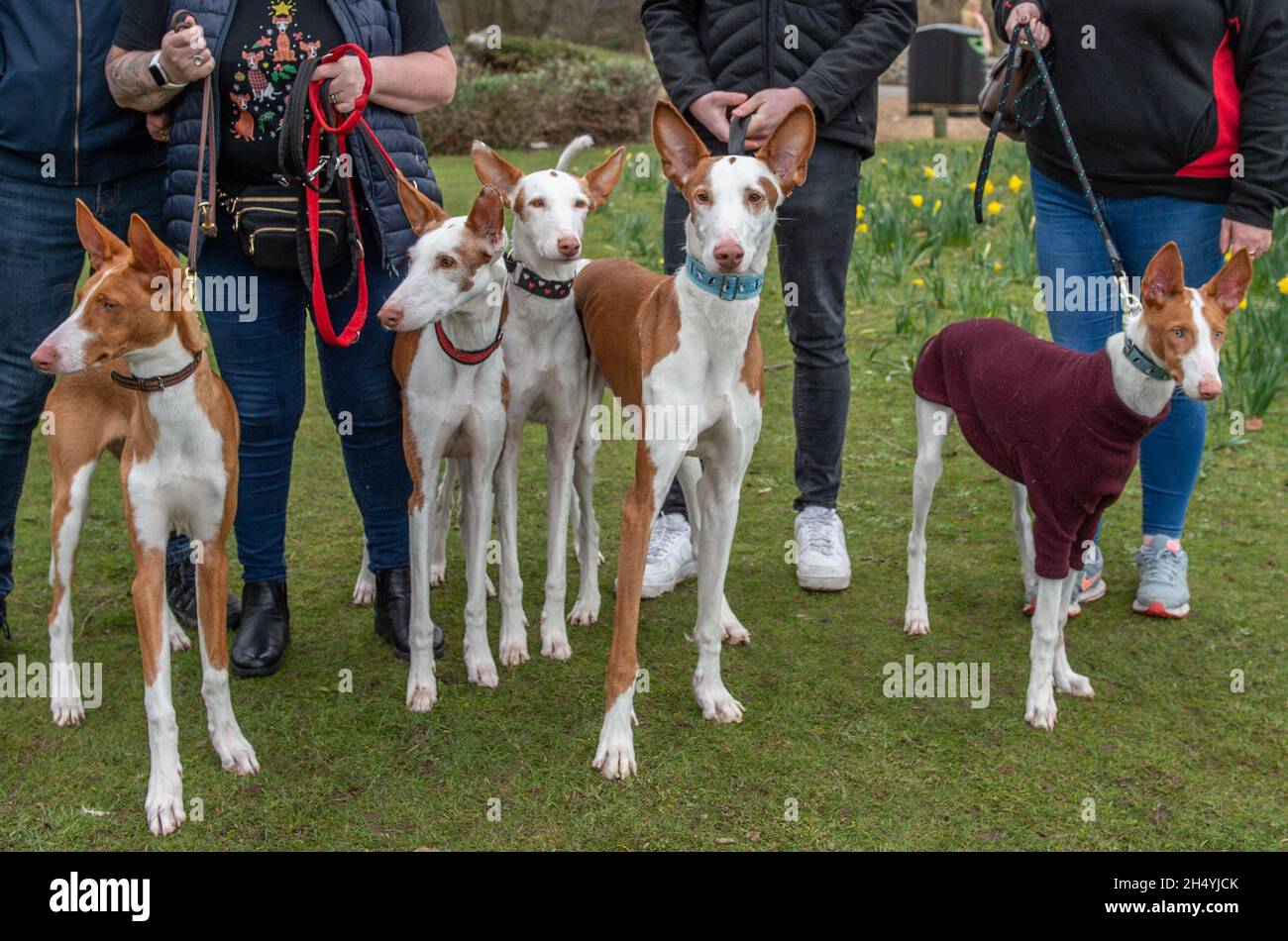 Ibizan findet am dritten Tag der Crufts Hundeausstellung im National Exhibition Centre (NEC) am 07. März 2020 in Birmingham, Großbritannien, statt. Bilddatum: Samstag, 07. März 2020. Foto: Katja Ogrin/EMPICS Entertainment. Stockfoto