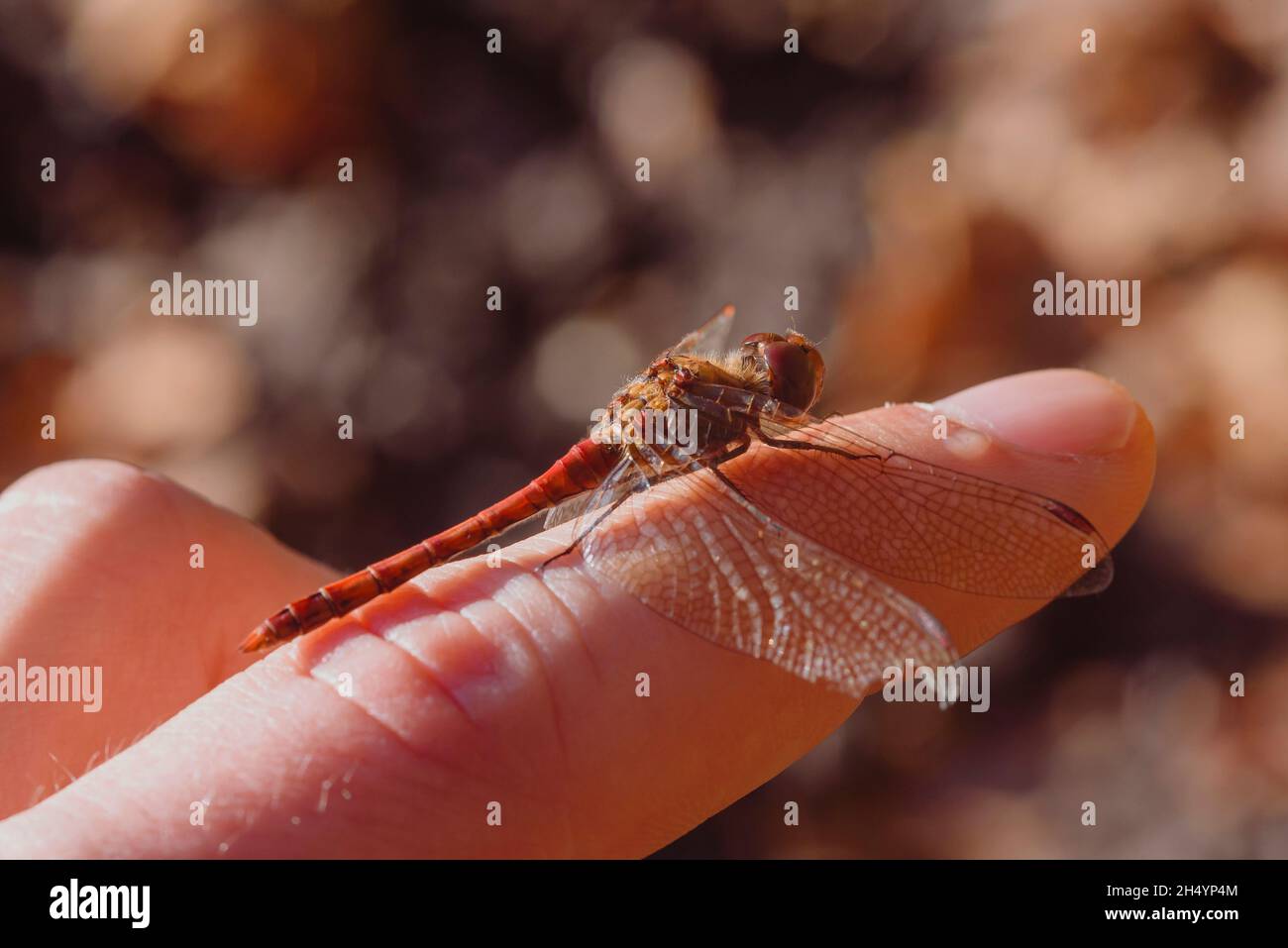 Eine kleine rote Libelle sitzt auf einem Finger, blutrote Heidekraut-Libelle sitzt auf einem Finger, Sympetrum sanguineum Stockfoto