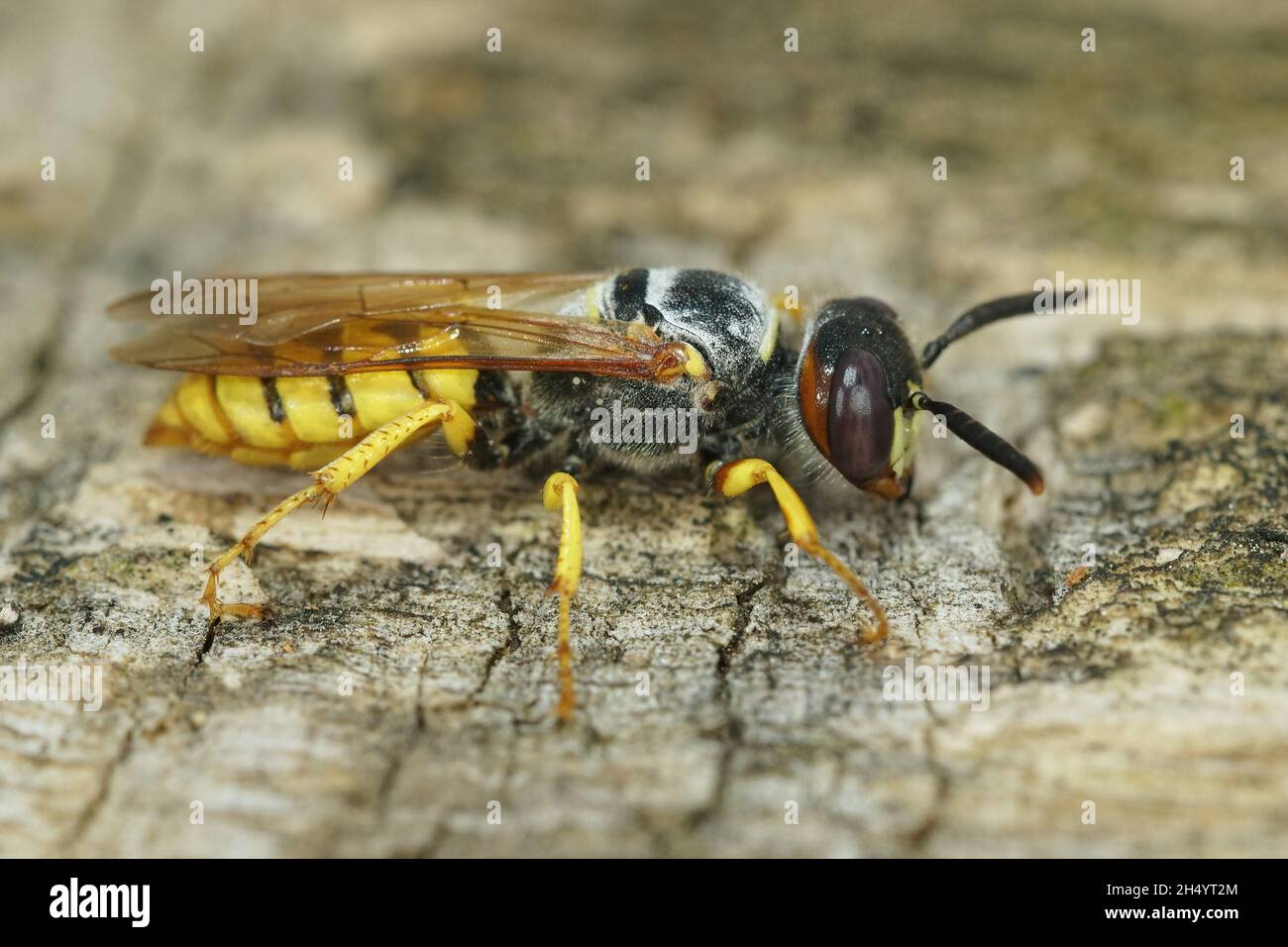 Nahaufnahme des Kopfes eines europäischen Bienenwolf, Philanthus triangulu Stockfoto