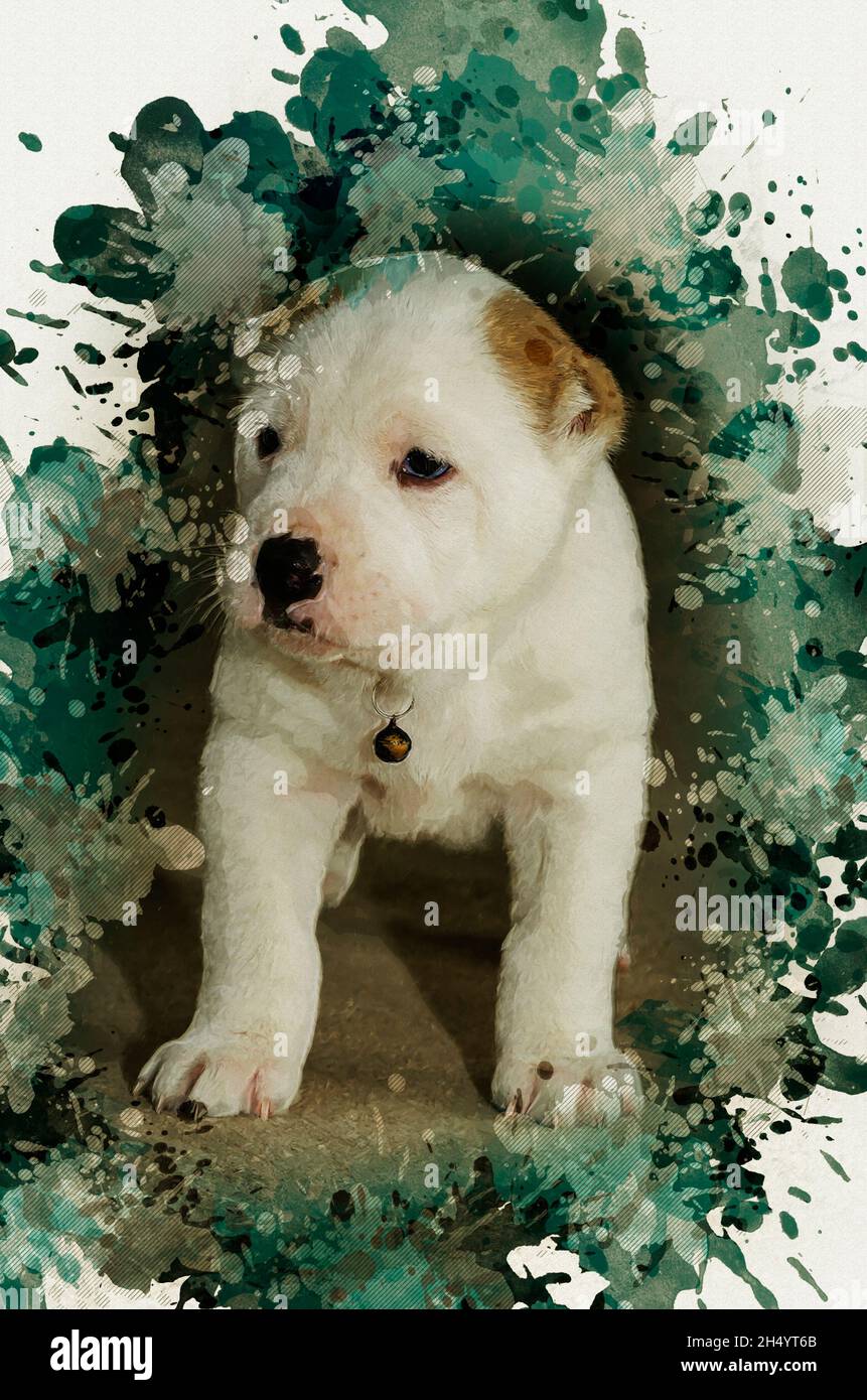 Porträt eines weißen und orangen Hundewelpen. Ein drei Monate alter Alabai-Welpe. Zentralasiatischer Schäferhund. Turkmenischer Wolfhound. Digitale Aquarellmalerei. Stockfoto