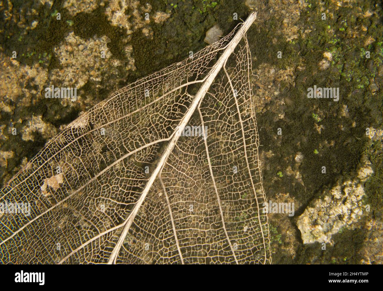 Trockene Blätter mit Strukturmuster Stockfoto