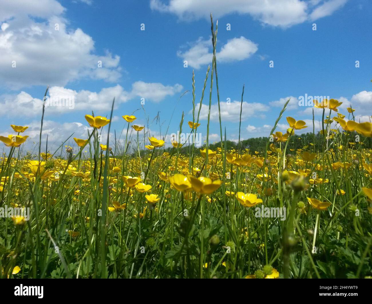 Wildblumen wachsen in einem Park in England Stockfoto