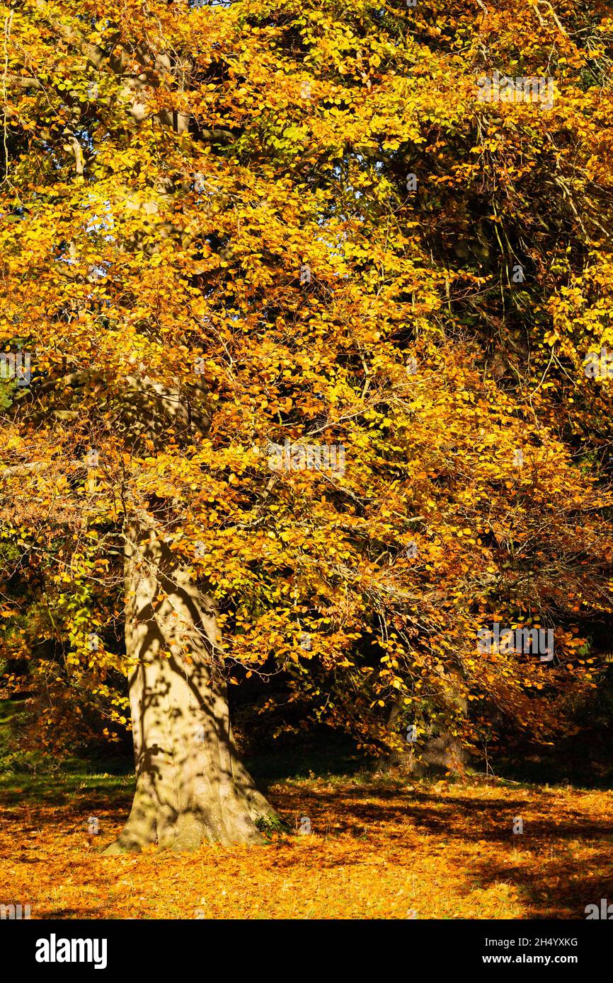 Herbstliche Farben auf Blättern noch auf Bäumen, bereit zu fallen. Stockfoto