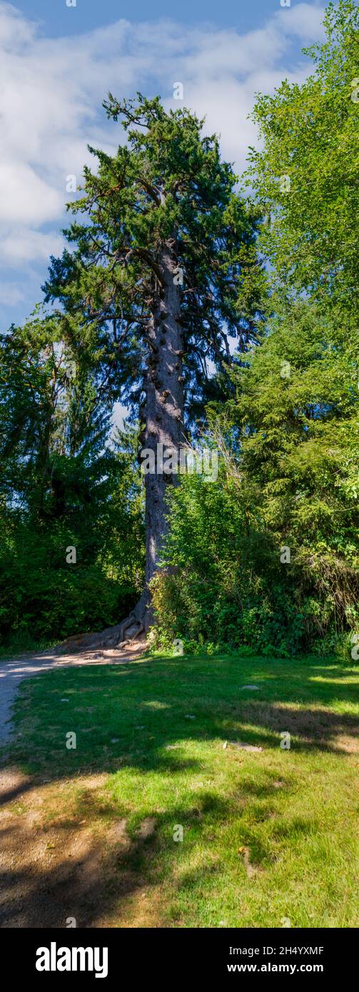 Panorama der tausendjährigen und weltweit größten Sitka Fichte am Lake Quinault Washington Stockfoto