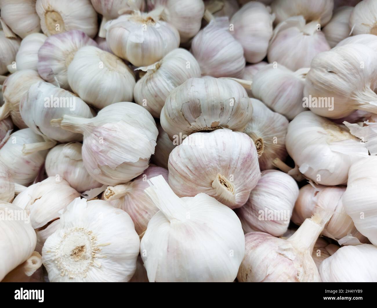 Knoblauch auf dem Markt. Erntekonzept. Bio-Gemüse Stockfoto