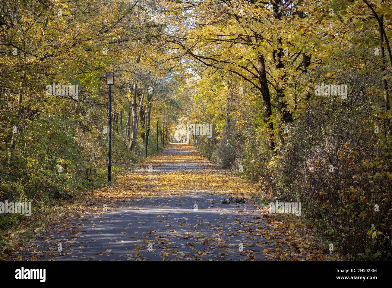 Laub (Ahornblätter) auf einer geteerten Straße mit Straßenlampen. Stockfoto