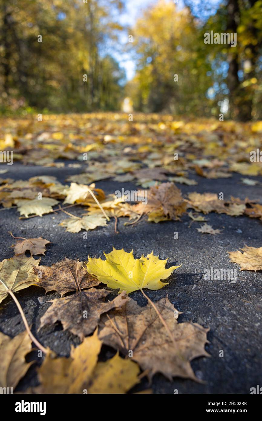 Laub (Ahornblätter) auf einer geteerten Straße. Rutschgefahr bei Nässe im Herbst. Selektiver Fokus auf den Vordergrund Stockfoto