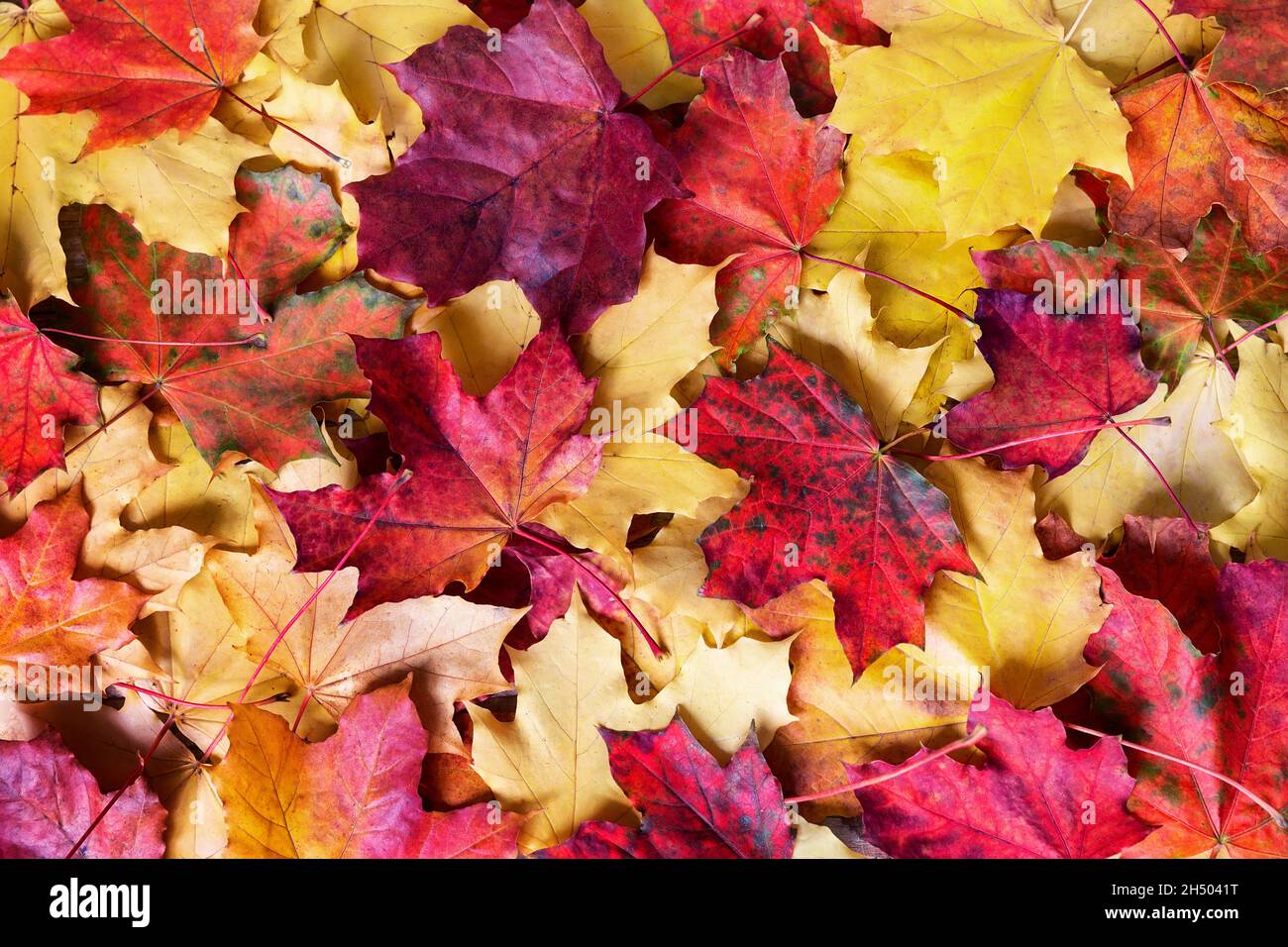 Hintergrund der herbstlichen Blätter. Bunte Herbstblätter, gelbe, orange, braune Blätter auf dem Boden in der Herbstsaison. Stockfoto