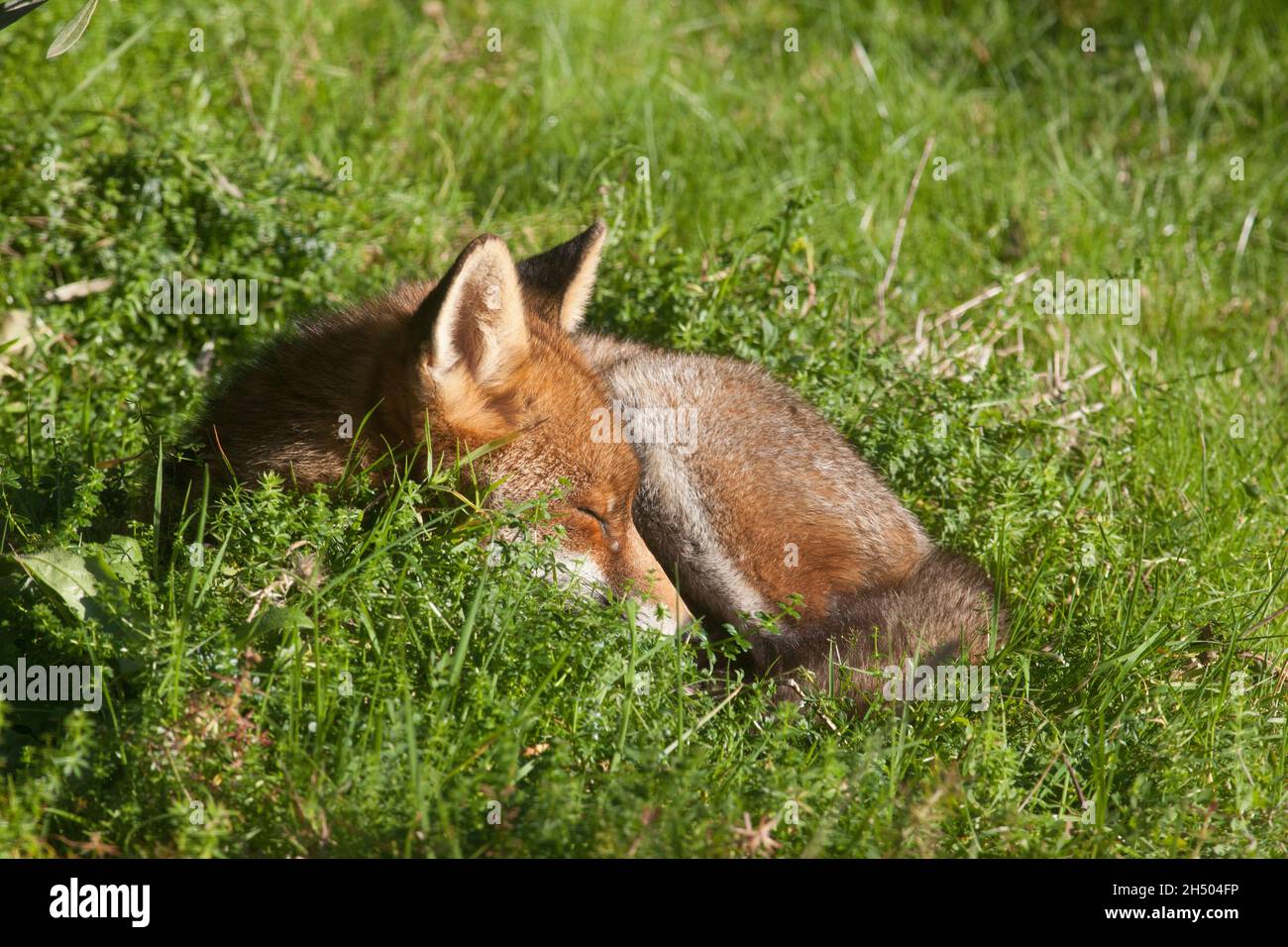Wetter in Großbritannien, London, 5. November 2021: Ein Stadtfuchs genießt das sonnige Wetter, indem er ein Mittagsschlaf in einem Garten in Clapham, South London, macht. Quelle: Anna Watson/Alamy Live News Stockfoto