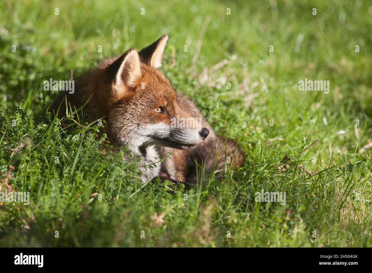 Wetter in Großbritannien, London, 5. November 2021: Ein Stadtfuchs genießt das sonnige Wetter, indem er ein Mittagsschlaf in einem Garten in Clapham, South London, macht. Quelle: Anna Watson/Alamy Live News Stockfoto