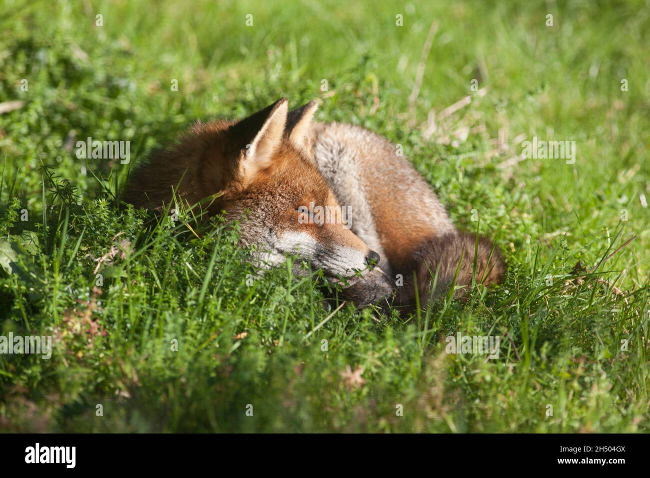 Wetter in Großbritannien, London, 5. November 2021: Ein Stadtfuchs genießt das sonnige Wetter, indem er ein Mittagsschlaf in einem Garten in Clapham, South London, macht. Quelle: Anna Watson/Alamy Live News Stockfoto