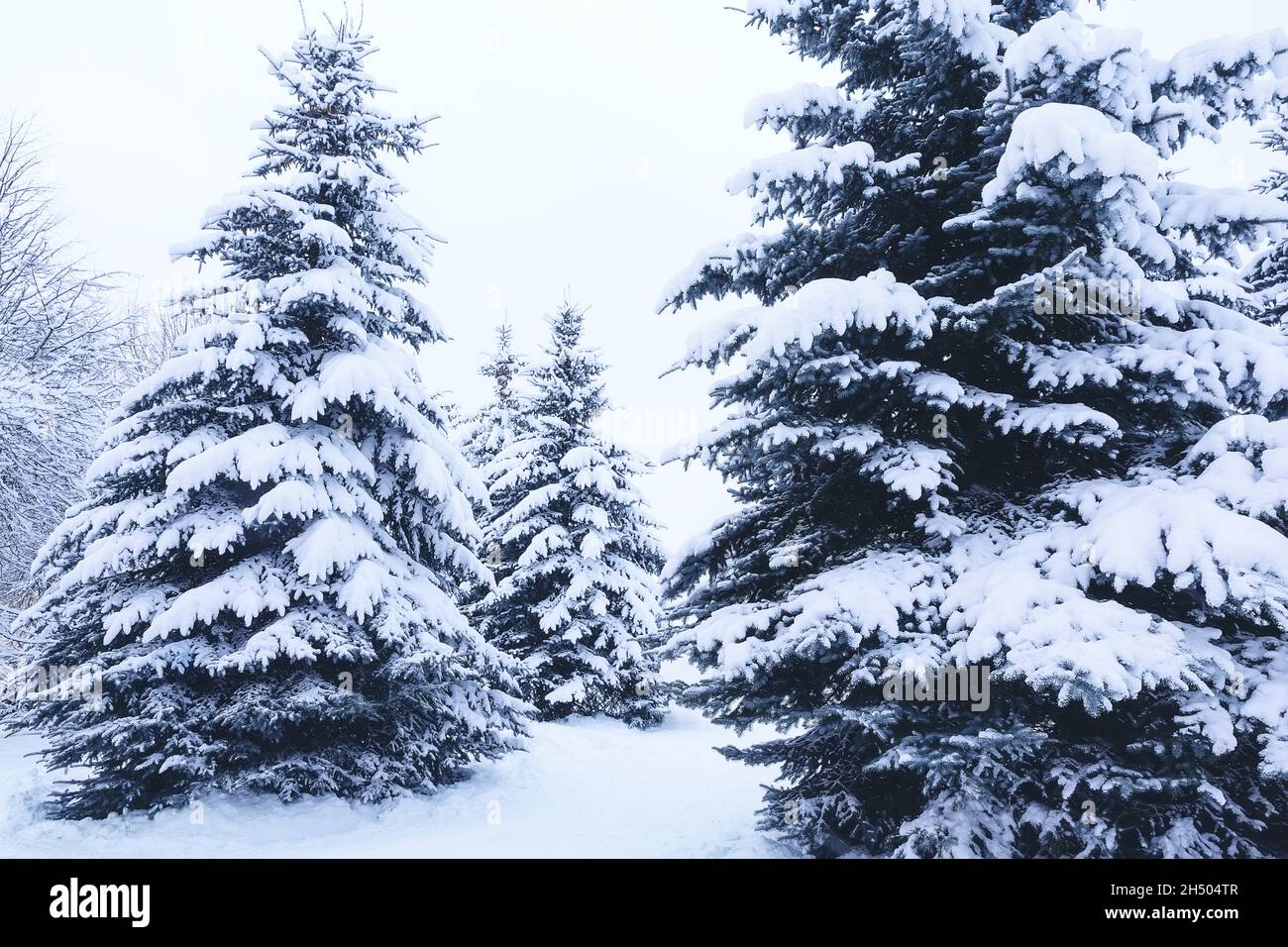 Winter Tannenbaum weihnachtsszene mit Sonnenlicht. Tannenzweige mit Schnee bedeckt. Weihnachten Winter verschwommen Hintergrund mit Girlande Lichter, Urlaub fest Stockfoto