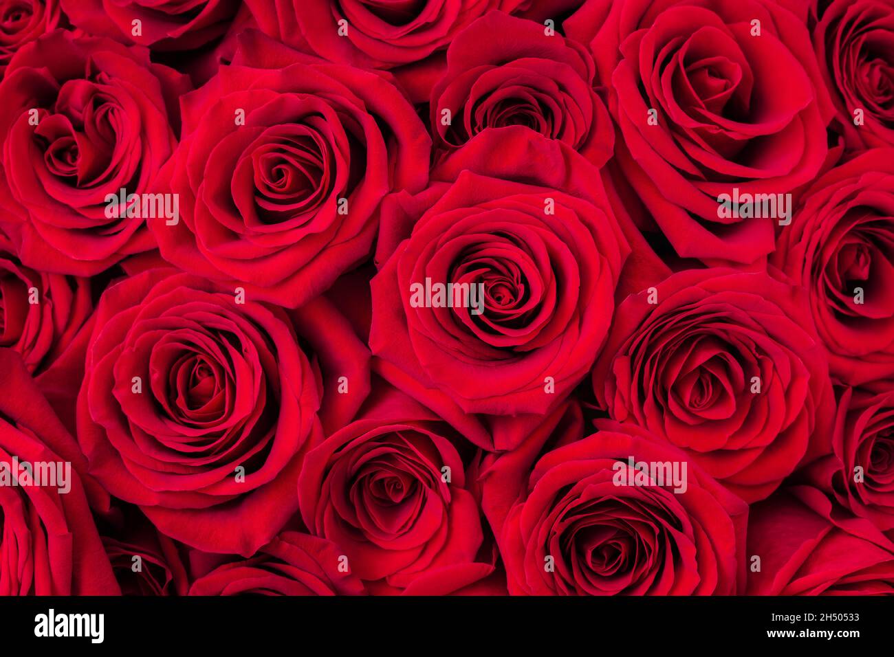 Schöne rote Rosenblüten als Hintergrund, Nahaufnahme. Blumenstrauß, frische Rosen für den Hintergrund. Natürliche rote Rosen, Atmosphäre der Liebe und feiern Stockfoto